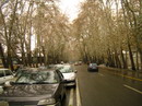 چنار شرقی
